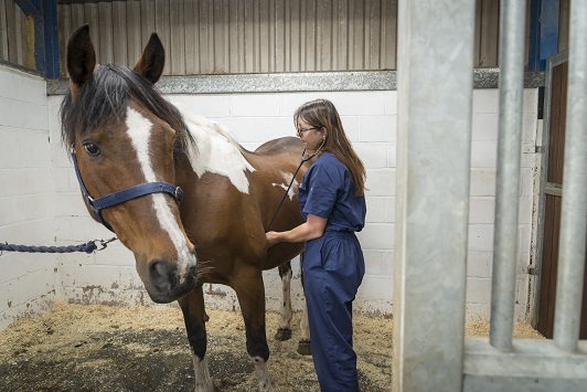 Horse Heart Auscultation with Stethoscope