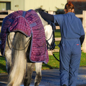 Horse and Veterinary student