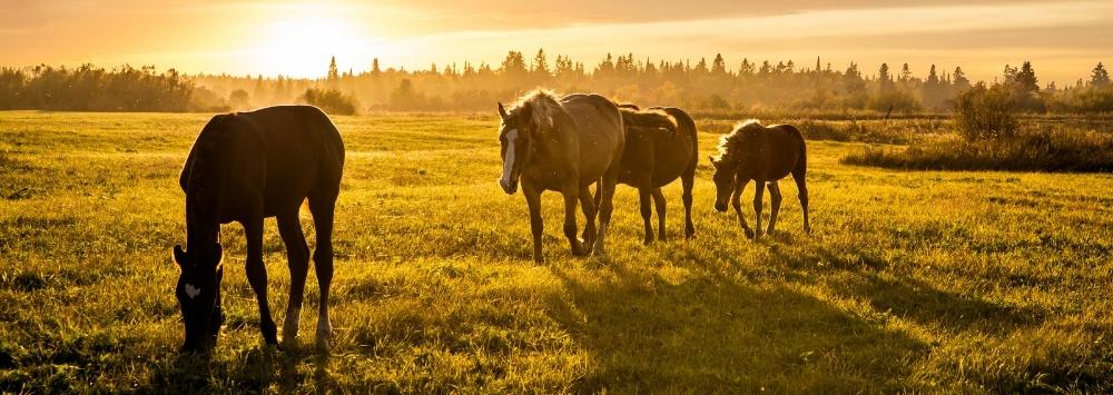 horses grazing in sunset