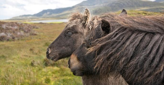 Shetland mare and foal on highland terrain