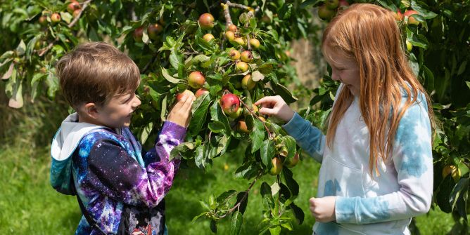 kids looking at apples