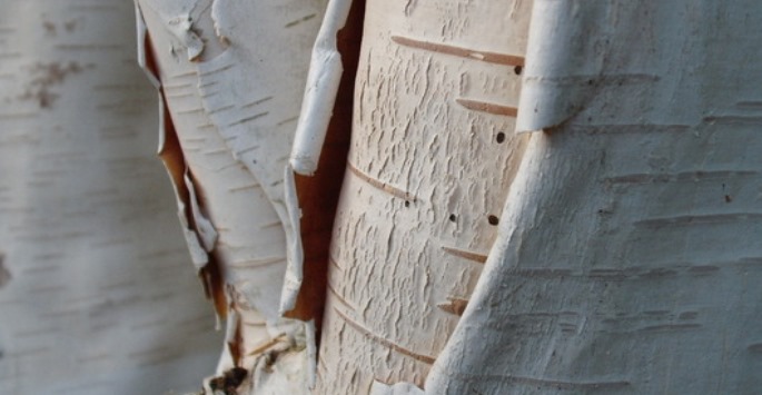 Tree with white peeling bark