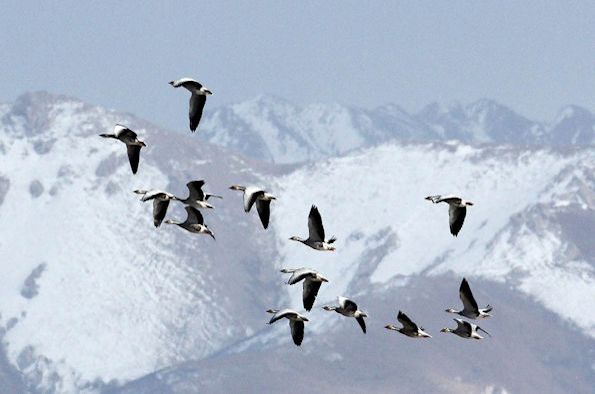 Birds flying at high altitude