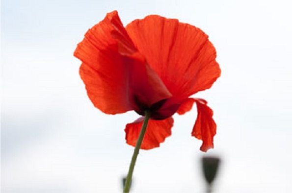 Poppy