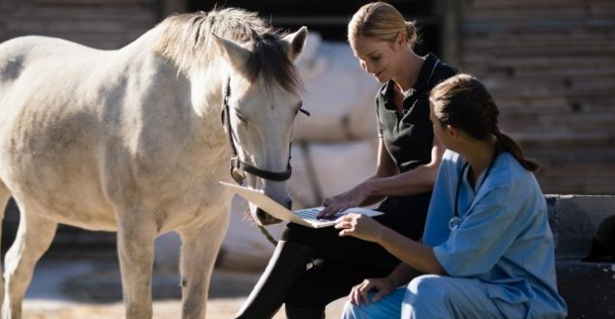 Two veterinary practitioners attending to a horse in an outdoor setting