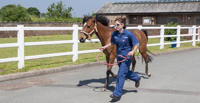 A person running with a horse in front of a field