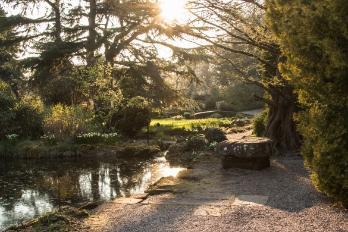 garden with evening sun through the trees