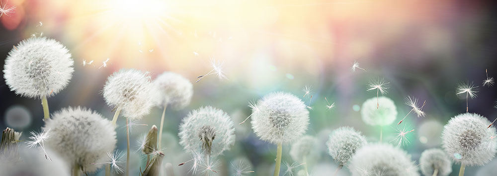 Dandelions in field