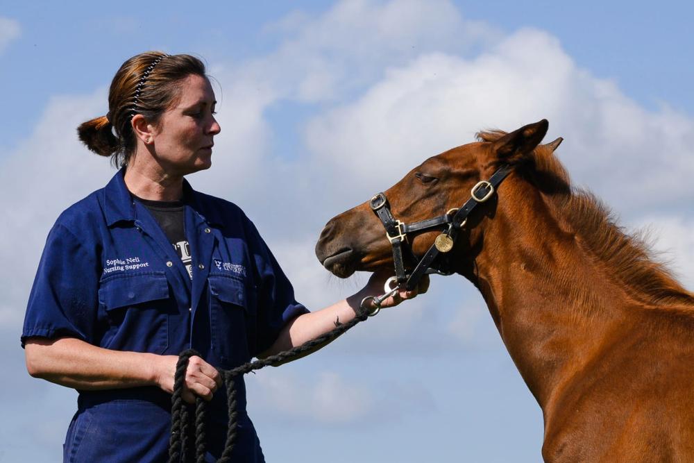 A person holds the reins of a horse
