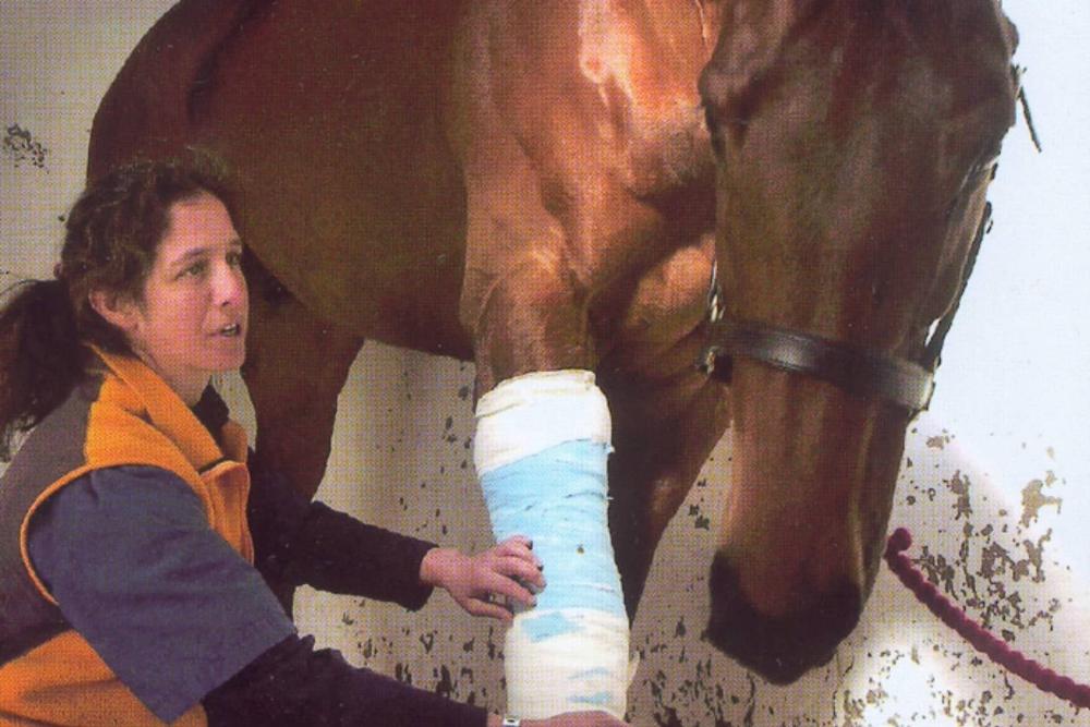 Image of person tending to a horse