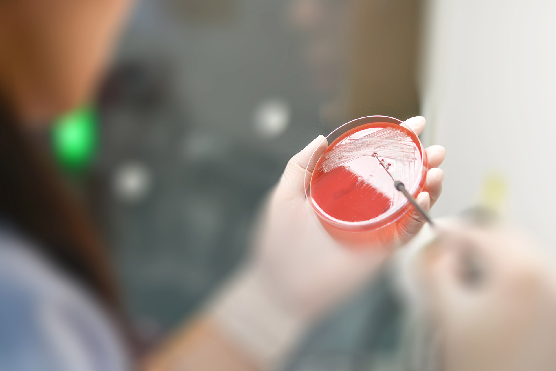 A stock photograph of lab technicians working on the media plate to culture and bacteria and drug resistance of pathogens in hospital laboratory; Medical laboratory healthcare concept.