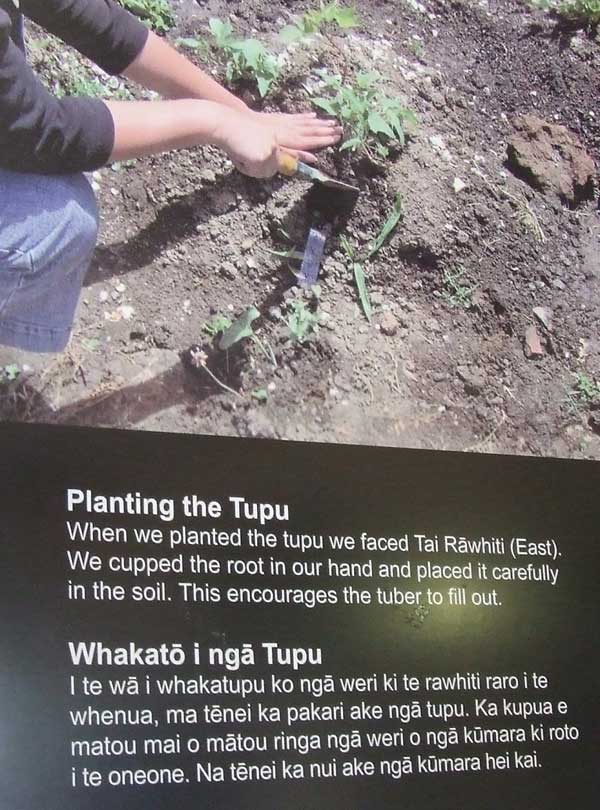 Bilingual interpretation at Mangere Mountain education centre, explaining experimental archaeology to grow tupu, small plants. The staple crop was sweet potato; these were stored in pā for food and future planting.