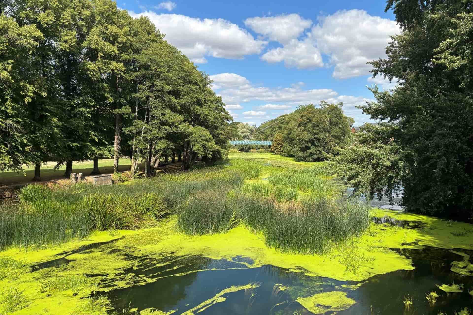 Outside in the english countryside, trees are in the background with a pond in the foreground.