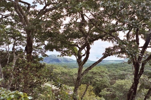 Miombo woodland, northern Zambia