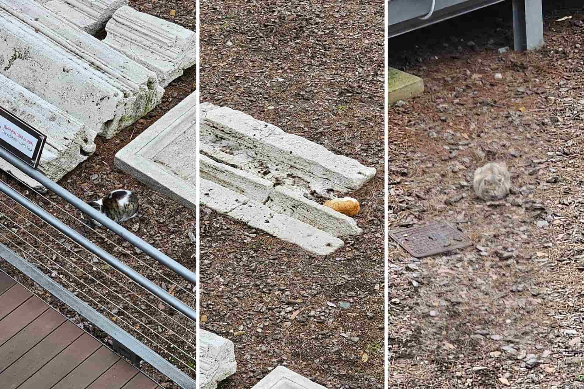 A trio of photographs of cats living amongst and remains of old temples