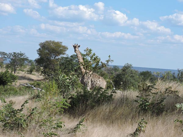 Giraffe walking through long grass