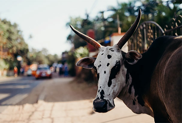 Indian street scene with Cow looking at camera