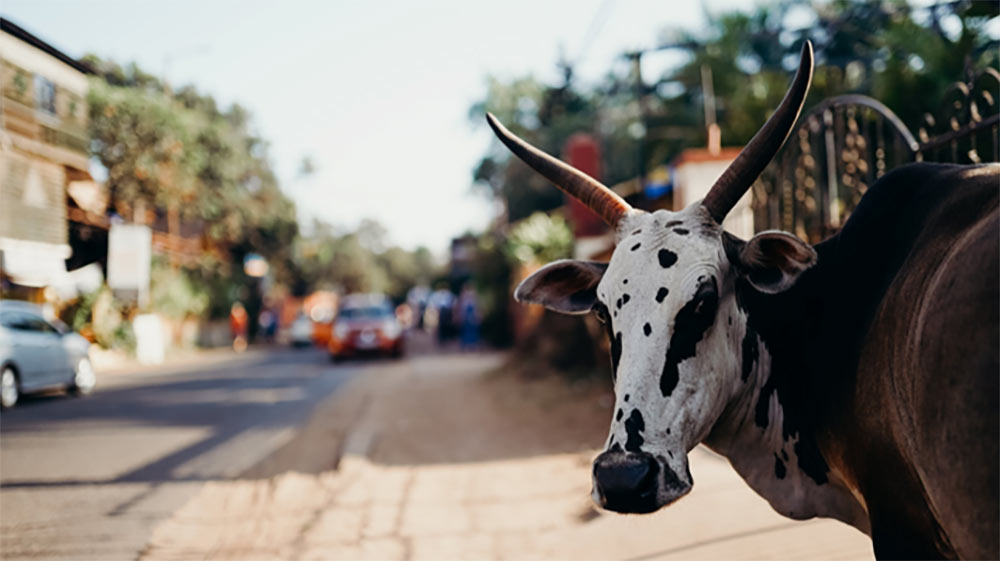 Indian street scene with Cow looking at camera