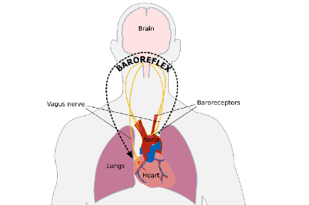 Circulatory System Full Graphic