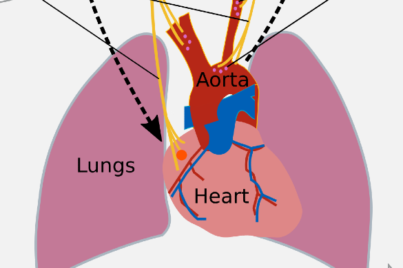 Circulatory System PC