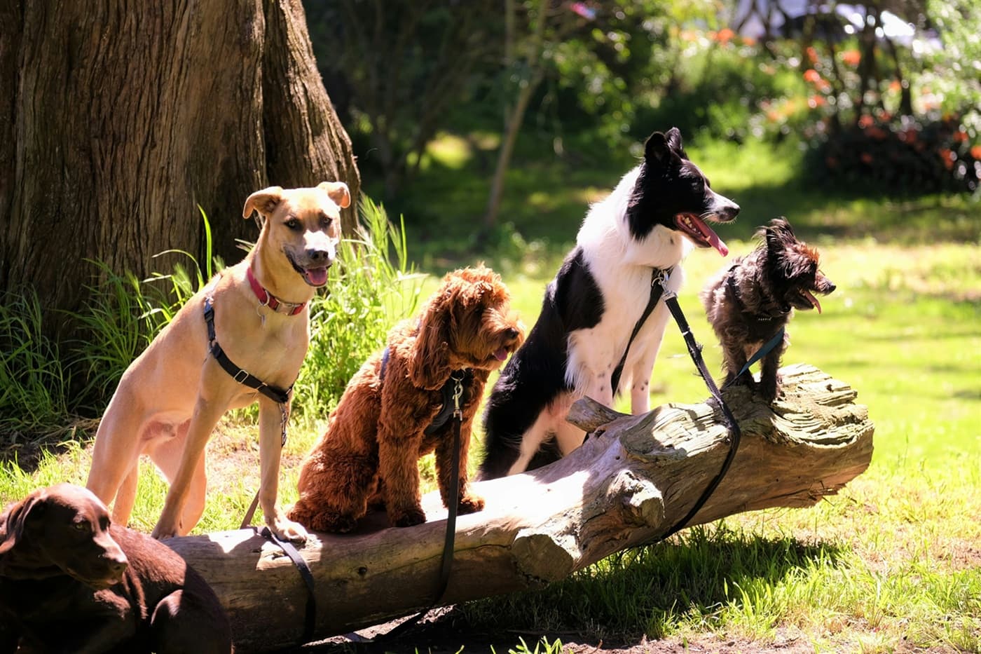 four different dogs with collars and leads are sat on a log in a grassy park looking interested to their left.