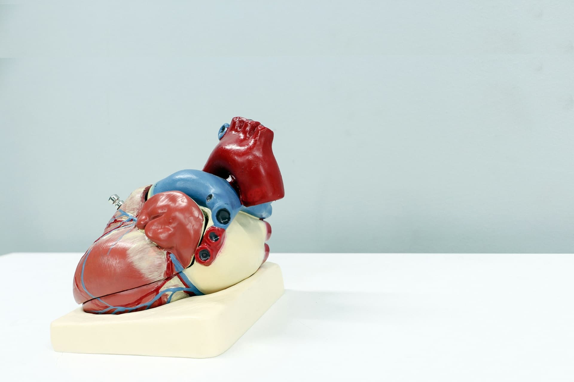 an anatomical model of a heart