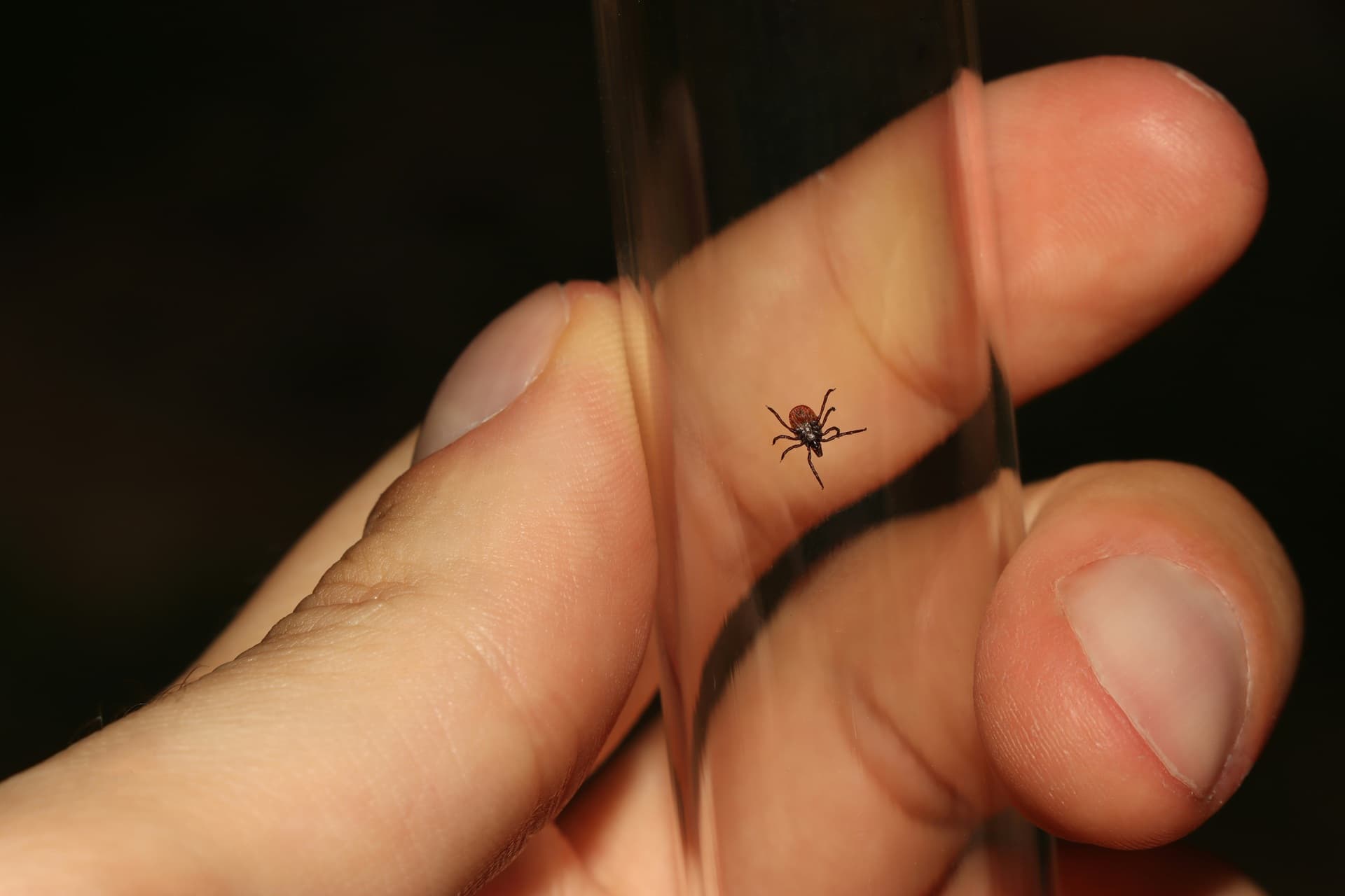 A person is holiding an adult castor bean tick (Ixodes ricinus) caught in a glass vial.