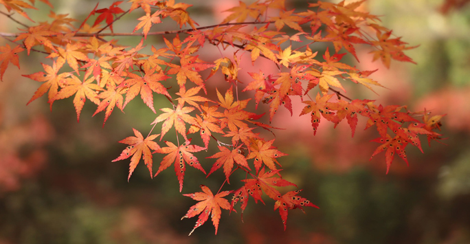 Branch with Red Tree Leaves