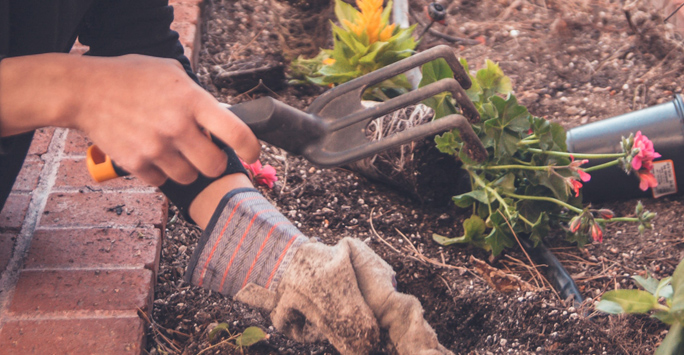 A Woman Planting Flowers