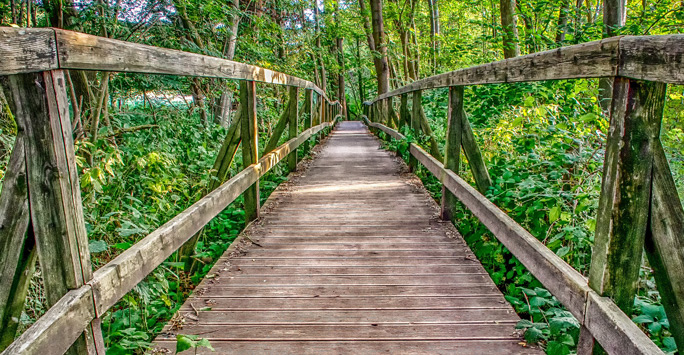 Wooden Bridge in the Forest