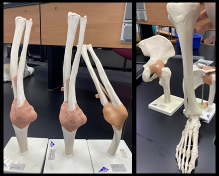 Human Models of Elbow with Muscle attachments and Ankle and Foot joint