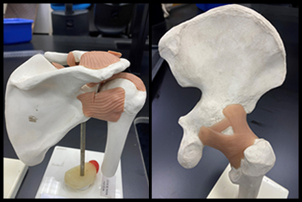 Human Models of Shoulder and Hip with Muscle attachments