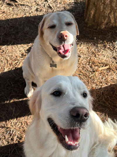 two happy dogs sitting outdoors