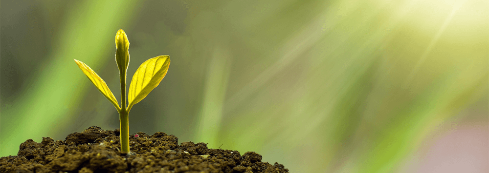 Plant and Soil