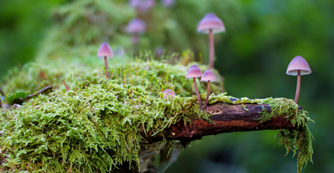 Pink mushrooms on grassy wood