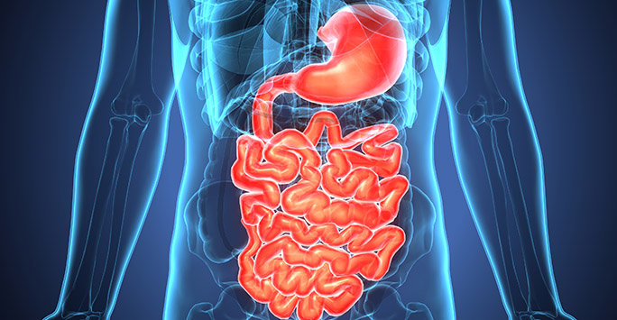 3D illustration of human body highlighting gastrointestinal tract