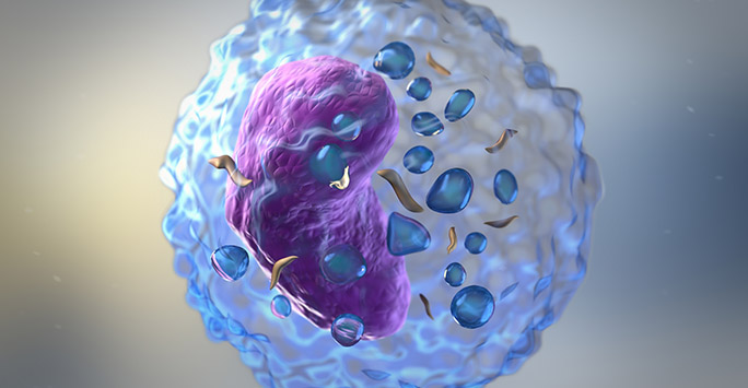 3D illustration of lymphocyte