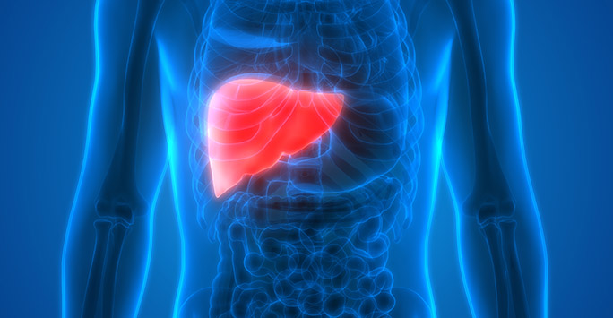 3D Illustration of Human Body illustrating the liver