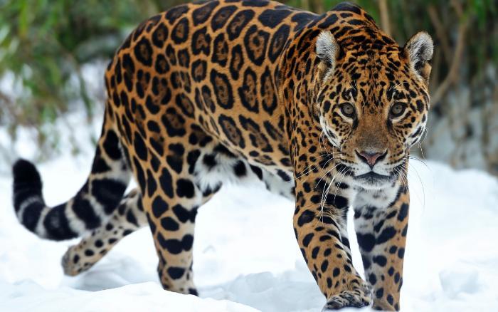 Animal