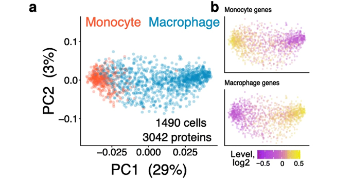 Single-cell proteomic and transcriptomic analysis of macrophage heterogeneity using SCoPE2