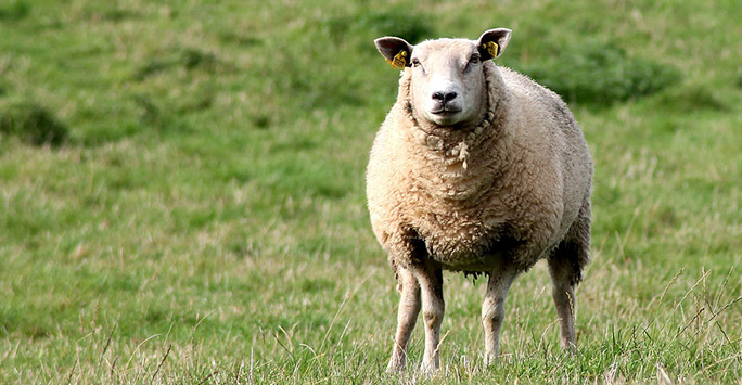 Sheep, bluetongue and climate change project