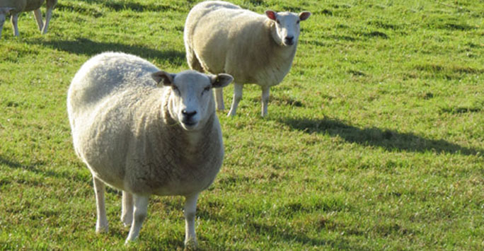 digital dermatitis in sheep and cattle