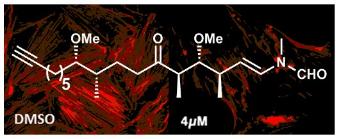 The synthesis and biological evaluation of a kabiramide C fragment modified with a WH2 consensus actin-binding motif as a potential disruptor of the actin cytoskeleton