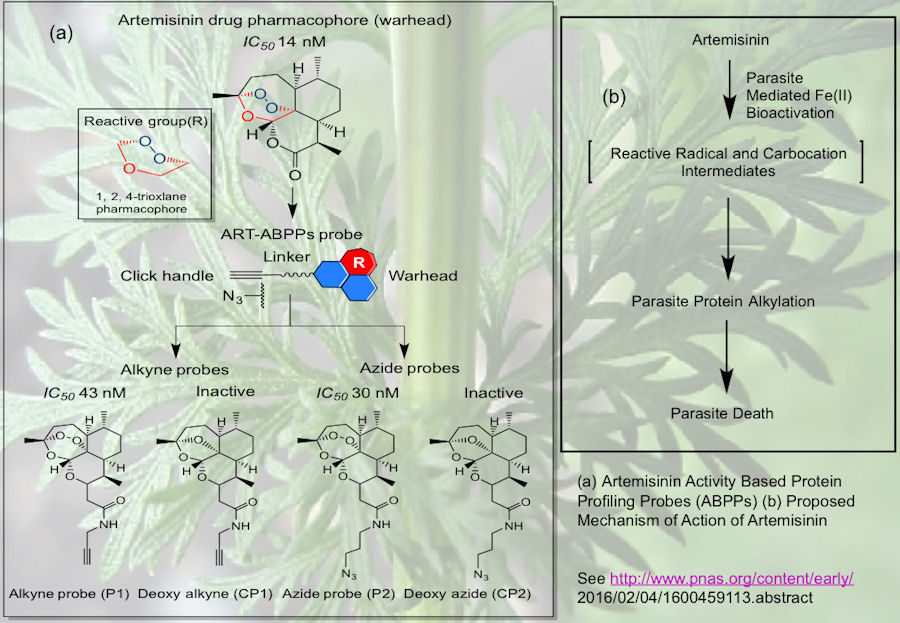 Probing the Antimalarial Mechanism of Action of the Artemisinins