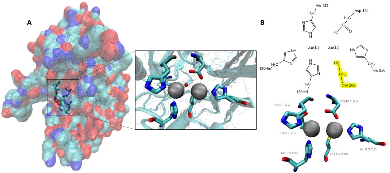 NDM-1 enzyme displaying position of active site, with insert showing the coordination of zinc activating nucleophilic water. [B] Graphical representation of NDM-1 active site with corresponding x-ray crystal structure (PDB:3ZR9), showing how residues are positioned relative to the zinc ions.