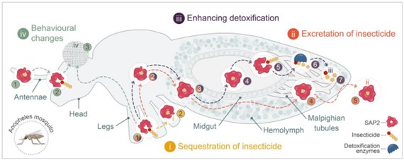 Potential mechanisms by which SAP2 confers resistance to insecticide