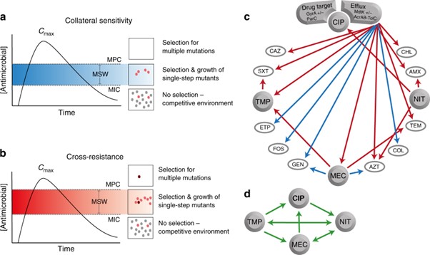 Graphs illustrating antimicrobial collateral sensitivity and cross-resistance, showing selection dynamics and drug interactions.
