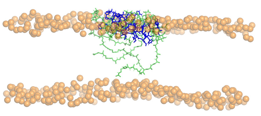 Snapshot from a molecular dynamics simulation of the tiexobactin-lipid II complex interacting with a DOPC lipid bilayer.