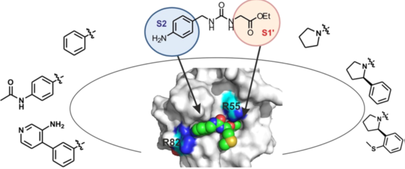 Design of potent inhibitors of Cyclophilin D