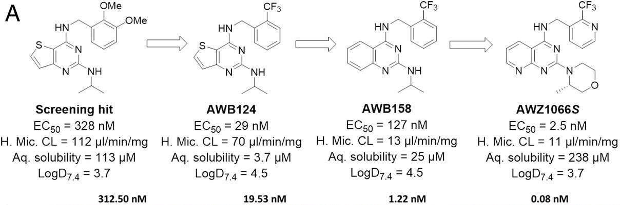 Development of AWZ1066s from the initial high-throughput phenotypic screening.